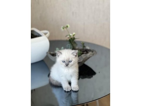 Blue point mavi göz british shorthair yavrum
