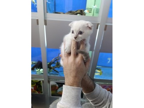 55 günlük iki erkek bir dişi scottish fold yavrular