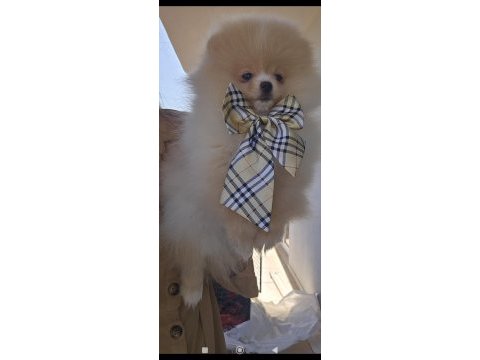 Ayı surat kaliteli pomeranian boo