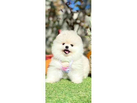 Pomeranian boo yavrular