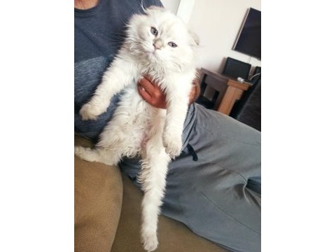 Beyaz prens scottish fold yuva arıyor