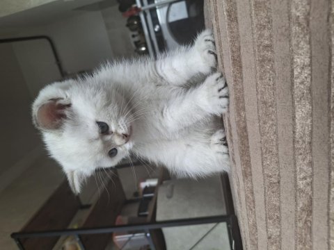 Safkan ve sevecen british shorthair bebişler