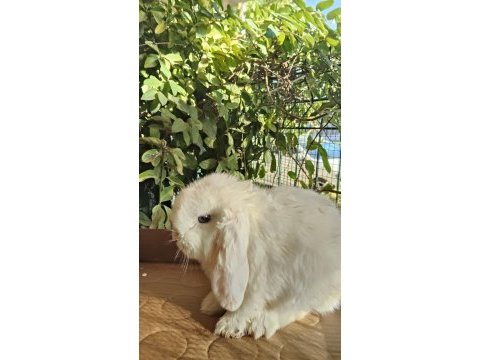 Orjinal cüce dwarf hollanda lop ve teddy lop tavşanlarımız