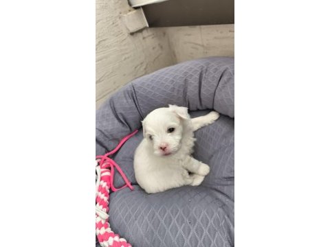2 aylık maltipoo sıfır numara