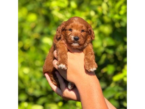 Teslime hazır maltipoo köpekler