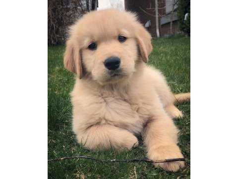 Golden retriever yavrularımız