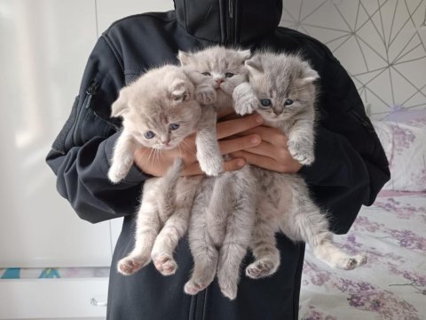 Scottish fold yavrular sahiplendirilecektir