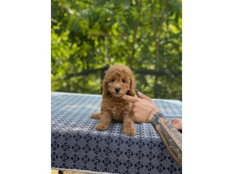 En micro poodle en özeli benim olsun isteyenlere