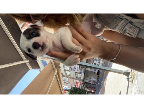 Yavru jack russell