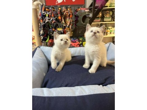 Orjinal blue point british shorthair yavrular