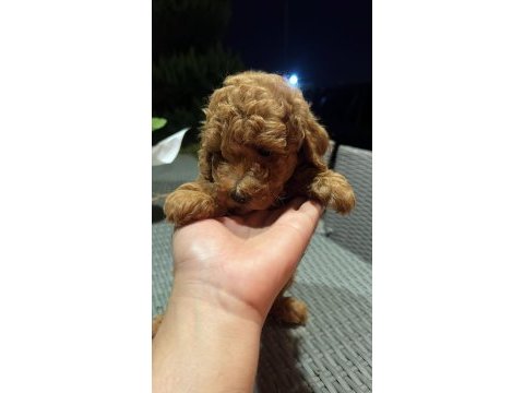 Toy poodle kg garantili