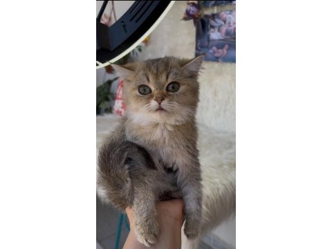 British shorthair golden yeşil göz dişi yavru