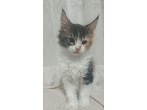 Maine coon dişi yavru 2 aylık