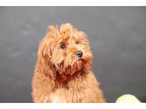 14 şubat doğumlu maltipoo oğlumuz