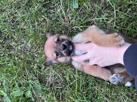 Akita inu yavruları