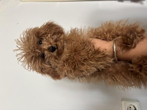 Pofuduk poodle
