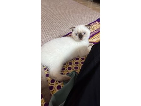 Scottish fold çikolata point