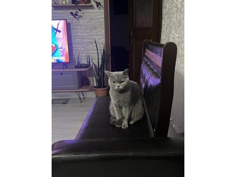 Yetişkin dişi british shorthair sahiplendirme