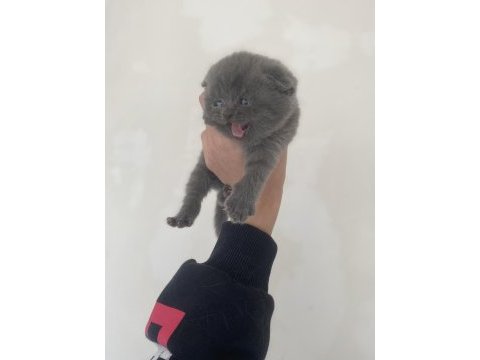 Ayı kafa scottish fold yavrular