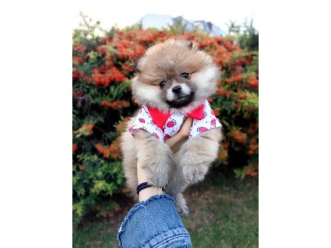 Bu pomeranian yavrular kaçmaz