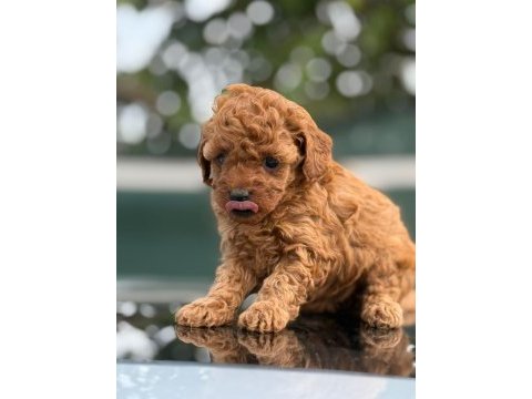 Küçük poodle prensler ve prensesler