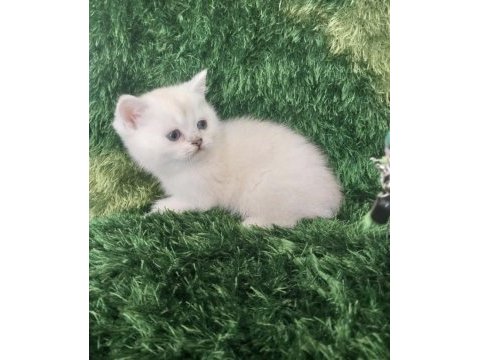 British shorthair safkan