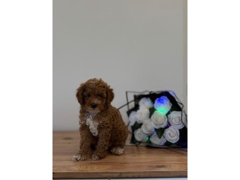 Toypoodle dişi erkek bebekler