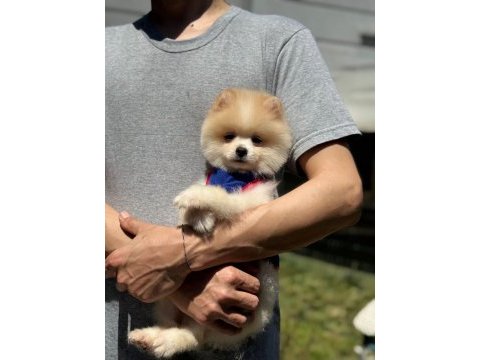 Yavru pomeranian boolarımız