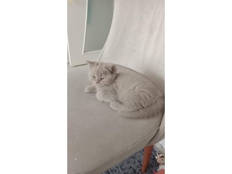2 aylık dişi british shorthair