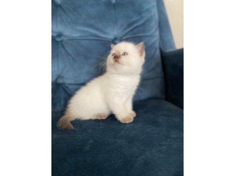 Muhteşem güzellikte british shorthair yavru