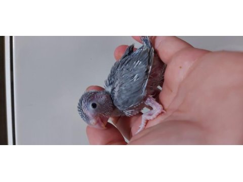 Yavru forpus papağanı yeni yeme düşecek