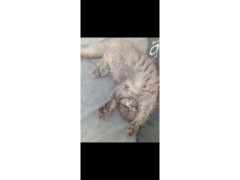 Kızımız 2,5 aylık british longhair