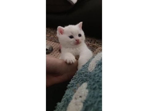 Sevdiğiniz için en güzeli british shorthair