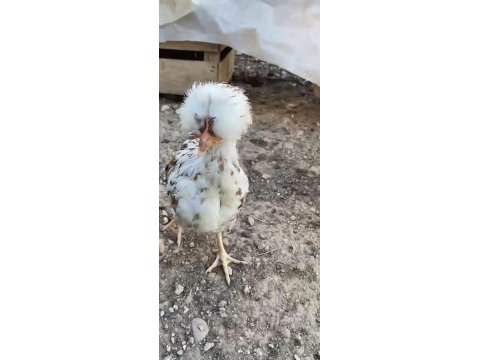 Süs ve köy tavuğu