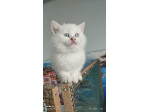 Munchkin cüce kediler