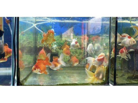 Renk renk oranda balıklar