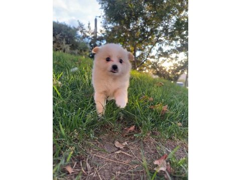 Tilki surat pomeranian