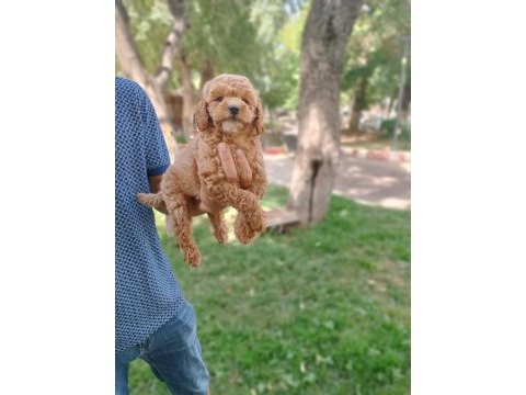 Pet eğitimli poodle yavrular