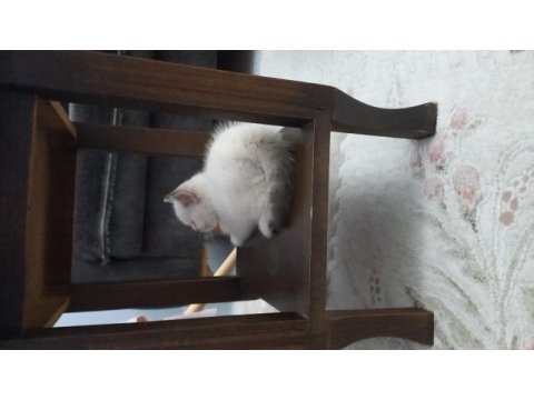 2 aylık british longhair