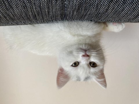 Beyaz british shorthair