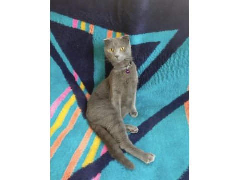 Pakize hanıma sahip arıyoruz scottish fold