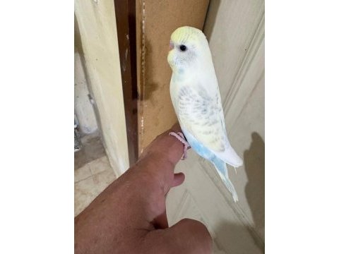 29 günlük konuşturmalık erkek bebek muhabbet kuşu