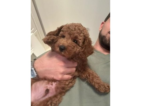 50 günlük dişi toy poodle