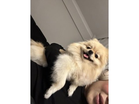 Erkek pomeranian en küçük boy