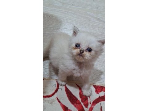 Tatlı gofret british longhair yuvasında