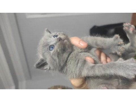 Hemen teslim mükemmel scottish fold tuvalet eğitimli