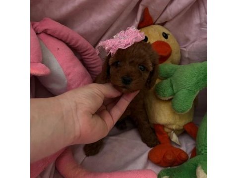 Toy poodle 2 aylık