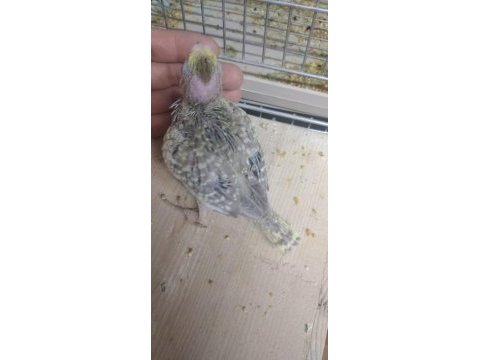 El besleme sultan papağanı bebeler