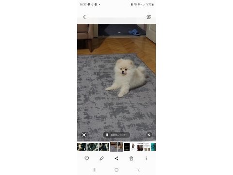 Pomeranian boo 5 aylık erkek