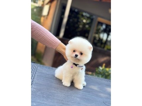 Sağlık ve ırk garantili pomeranian köpekler